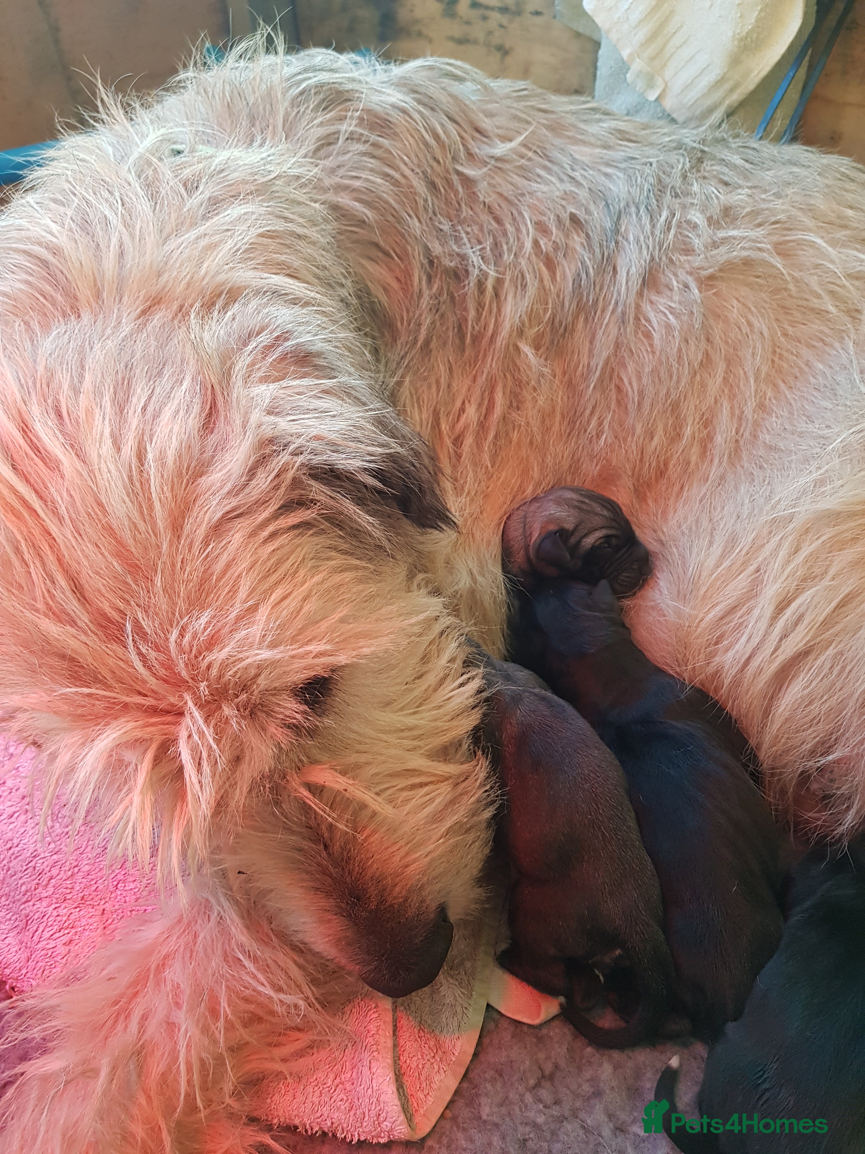 Irish Wolfhound dogs Exquisit KC registered Irish Wolfhound litter - Advert 1