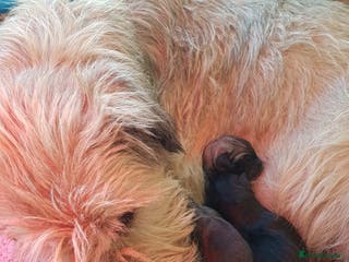 Irish Wolfhound dogs Exquisit KC registered Irish Wolfhound litter - Advert 10