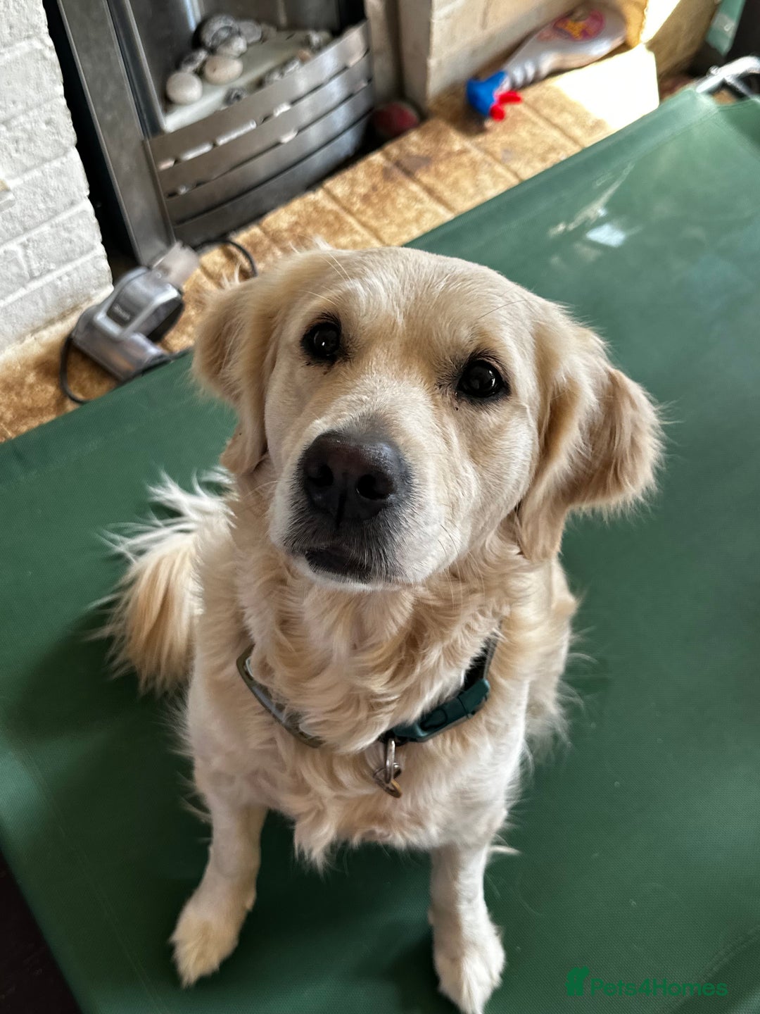 Golden Retriever dogs for sale: Sweet Golden Retriever - Image 4