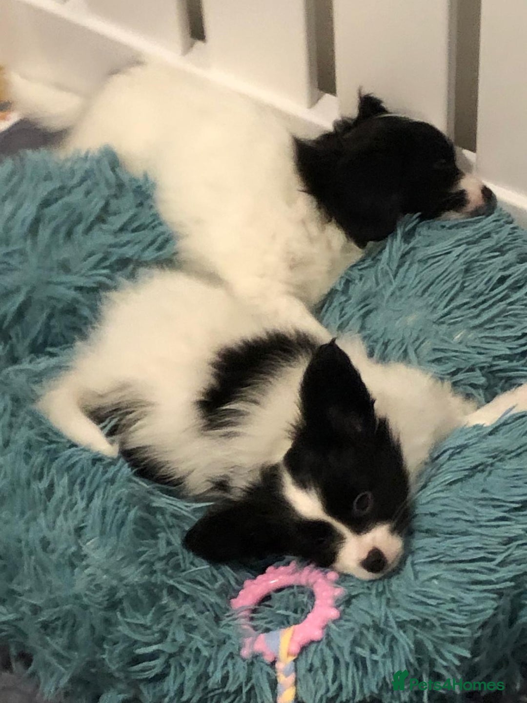 Papillon dogs for sale: KC reg hereditary clear papillon puppy for sale - Advert 9