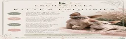 Devon Rex cats for sale: Enchantirex Devon Rex – 2026 Waiting List Now Open - Advert 15