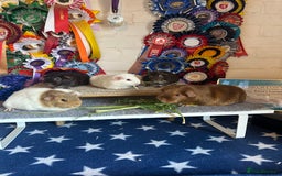 Guinea Pig rodents for sale: Guinea Pigs Sows - Image 3