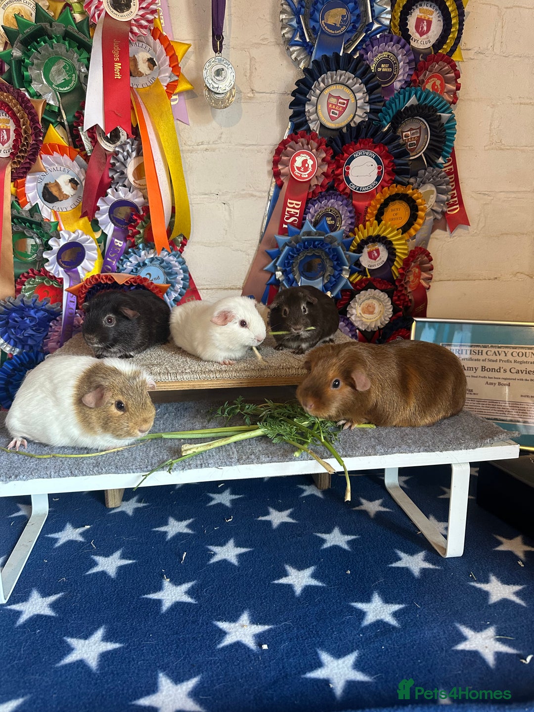 Guinea Pig rodents for sale: Guinea Pigs Sows - Image 3