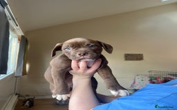 Mixed Breed dogs for sale: Blue blooded bulldogs Ready now  - Image 3