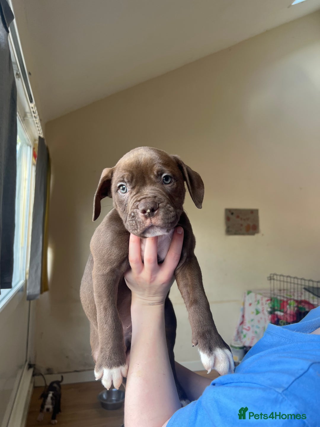 Mixed Breed dogs for sale: Blue blooded bulldogs Ready now  - Image 3