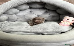 Pomeranian dogs for sale: Stunning lilac Pomeranians  - Advert 5