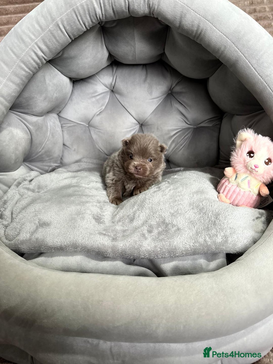 Pomeranian dogs for sale: Stunning lilac Pomeranians  - Advert 5