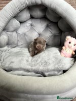 Pomeranian dogs RARE LILAC POMERANIANS - Advert 3