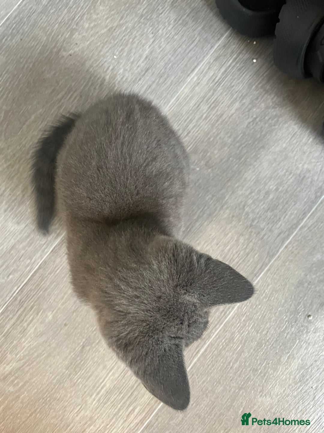 Domestic Shorthair cats for sale: 2 adorable girl kittens for sale  - Advert 6