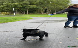 Staffordshire Bull Terrier dogs for stud: Phenomenal fertility- New Stud dog 2025 - Advert 19