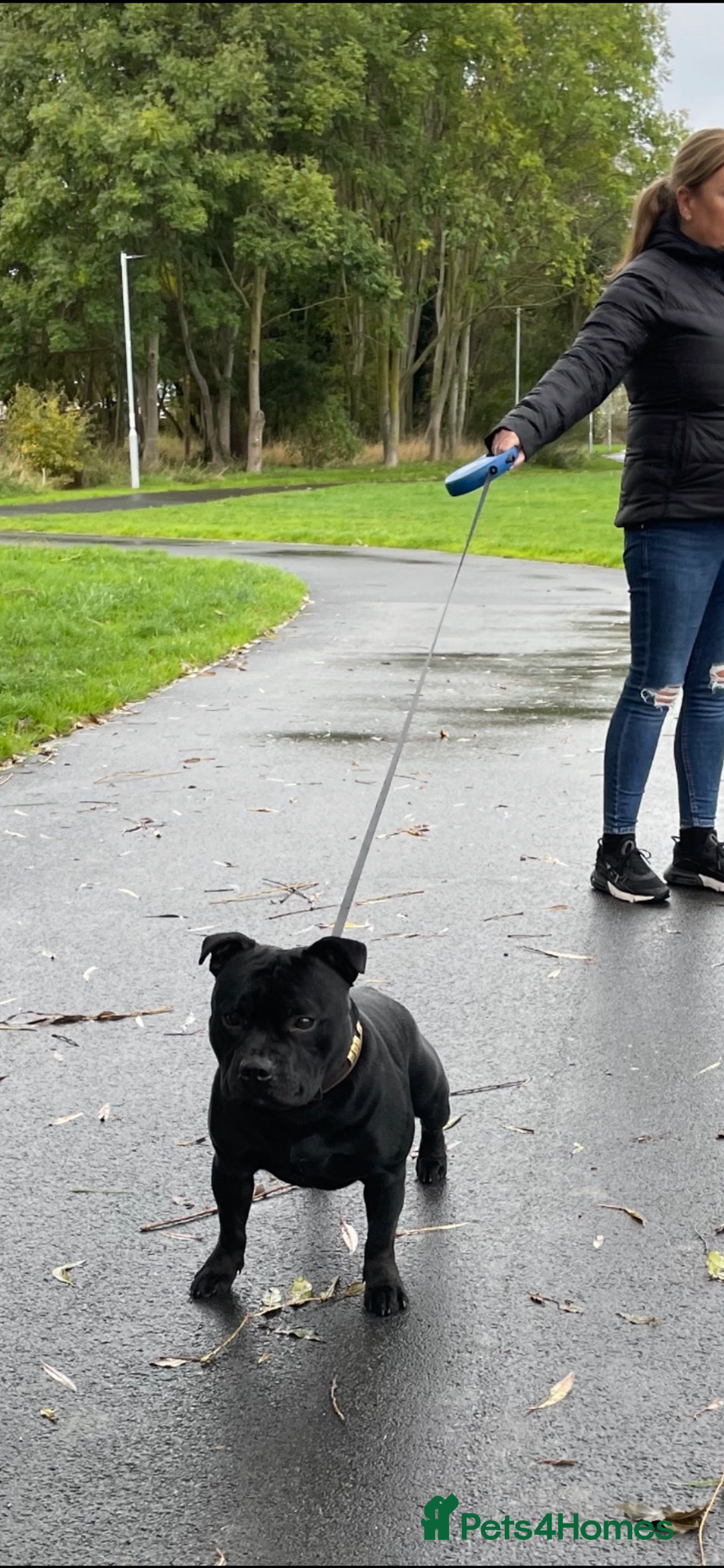 Staffordshire Bull Terrier dogs for stud: Phenomenal fertility- New Stud dog 2025 - Advert 19