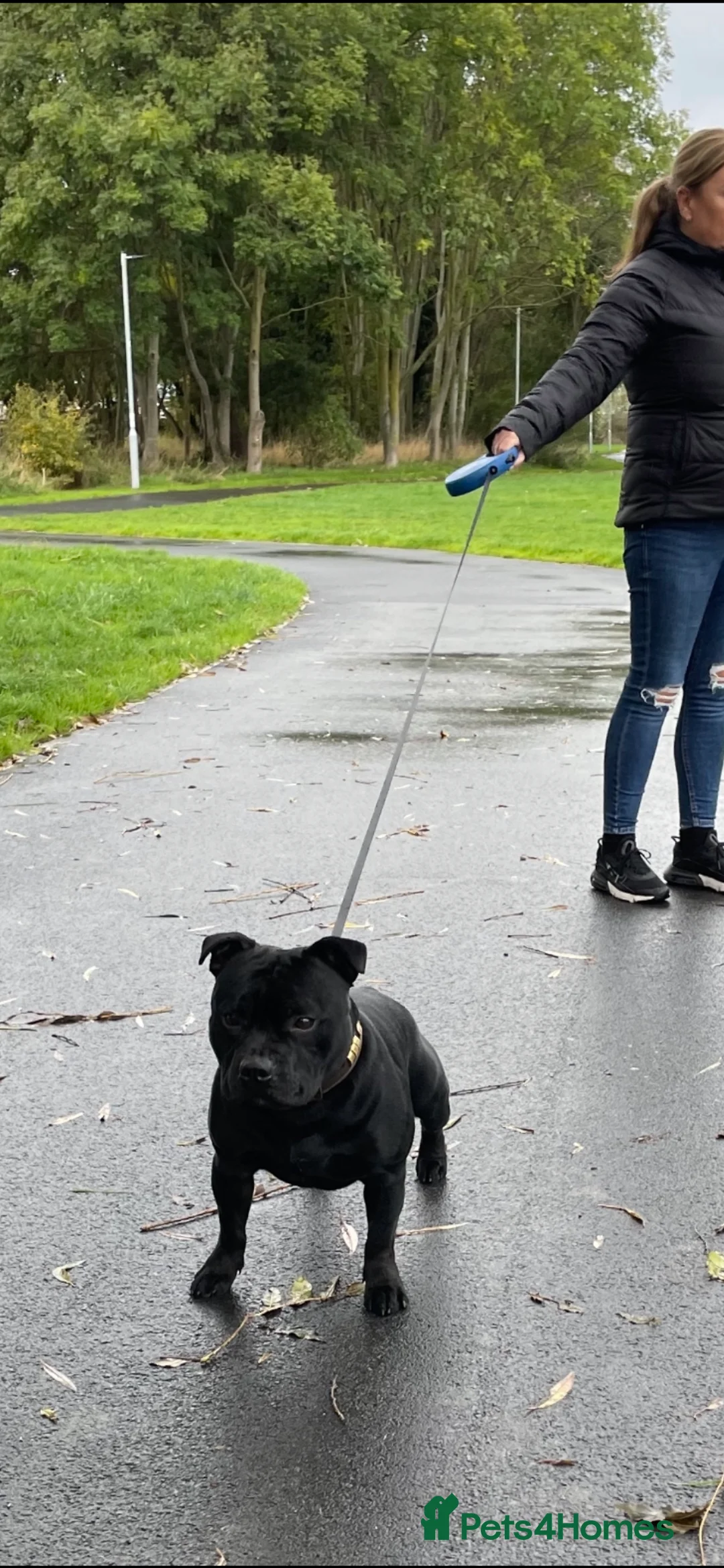 Staffordshire Bull Terrier dogs for stud: Phenomenal fertility- New Stud dog 2025 - Advert 15