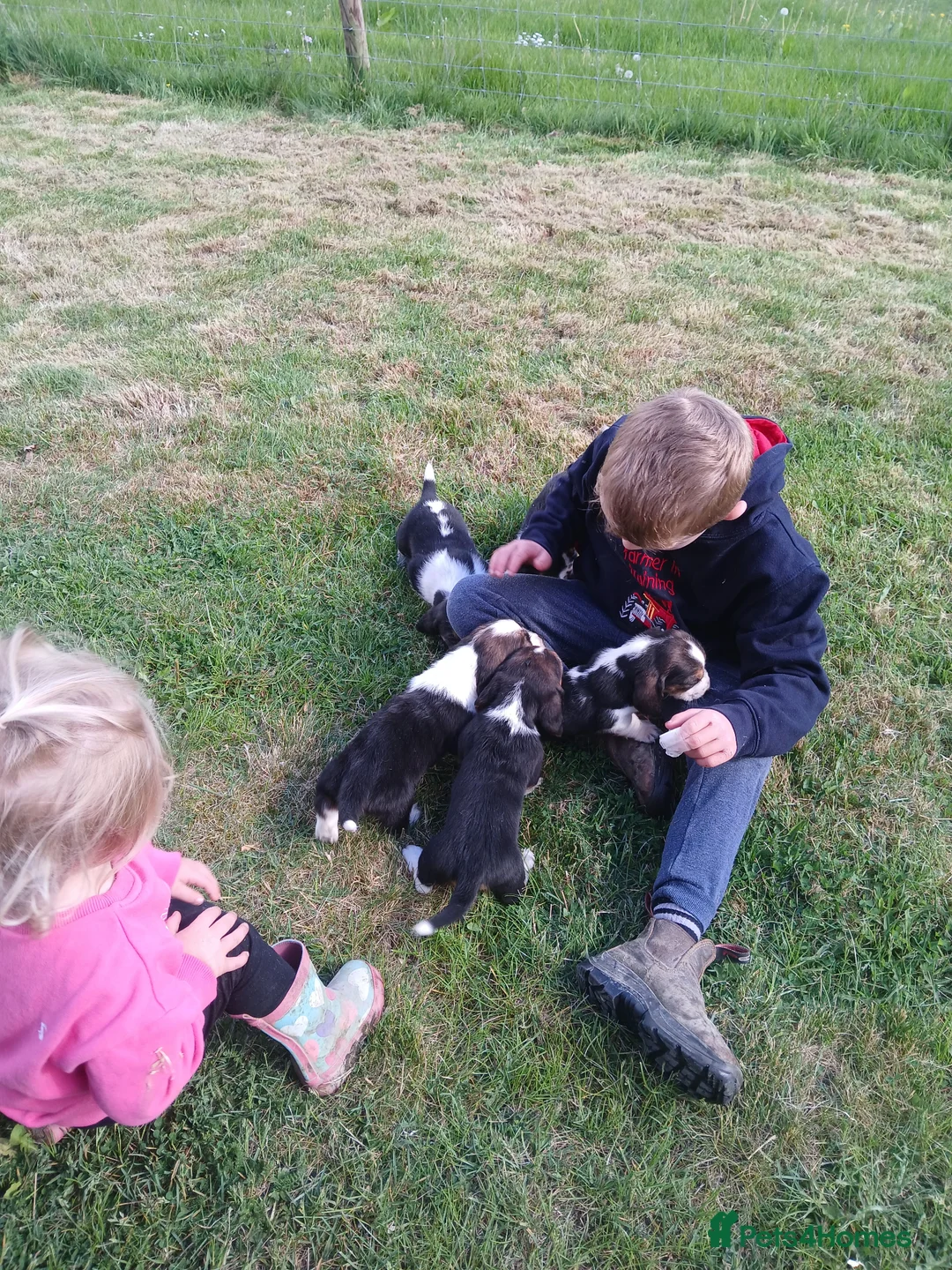 Mixed Breed dogs for sale: Basset x beagle puppies  in Rhayader - Advert 2