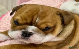 English Bulldog dogs for sale: *2 Healthy Bitches Available To The Best Homes*  - Image 7