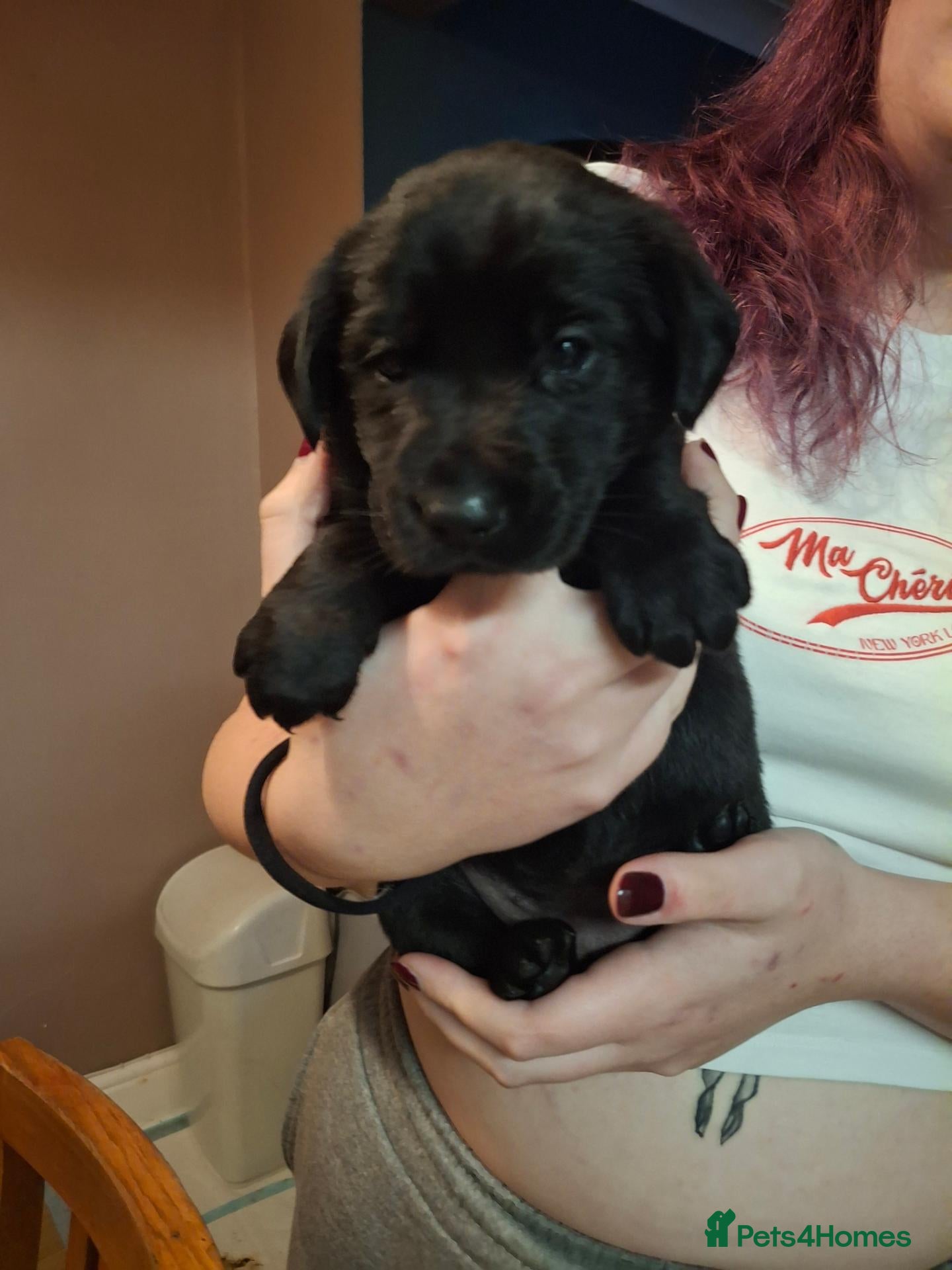 Mixed Breed dogs Lab x springer x german shepard  - Advert 1