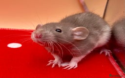 Rat rodents for sale: Pedigree Dumbo Rats - Advert 4