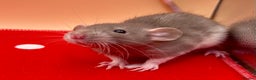Rat rodents for sale: Pedigree Dumbo Rats - Advert 4