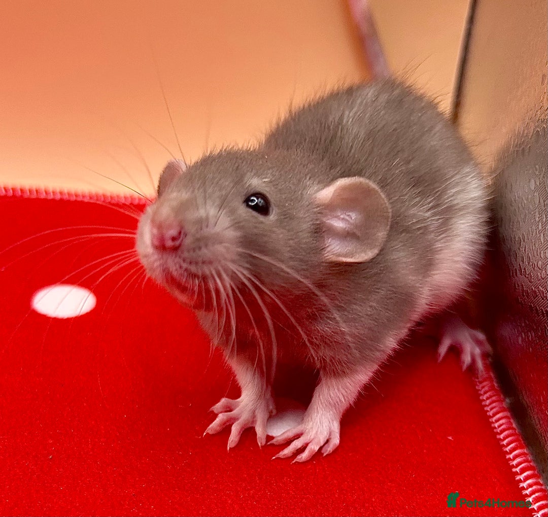 Rat rodents for sale: Pedigree Dumbo Rats - Advert 4
