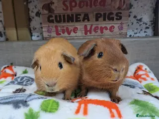 Guinea Pig rodents 2 Baby Guinea pigs - Boys - Leeds LS27 - Advert 20