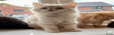 Maine Coon 2