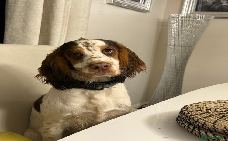 Cocker Spaniel dogs - Advert 1