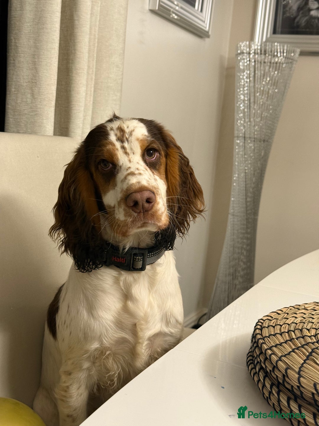 Cocker Spaniel dogs for sale: Lovable well behaved Cocker Spaniel - Image 1