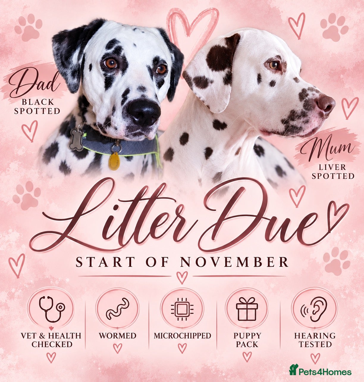 Dalmatian dogs Dalmatian litter due end October start November.  - Advert 1