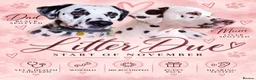 Dalmatian dogs for sale: Dalmatian litter due end October start November.  - Advert 1