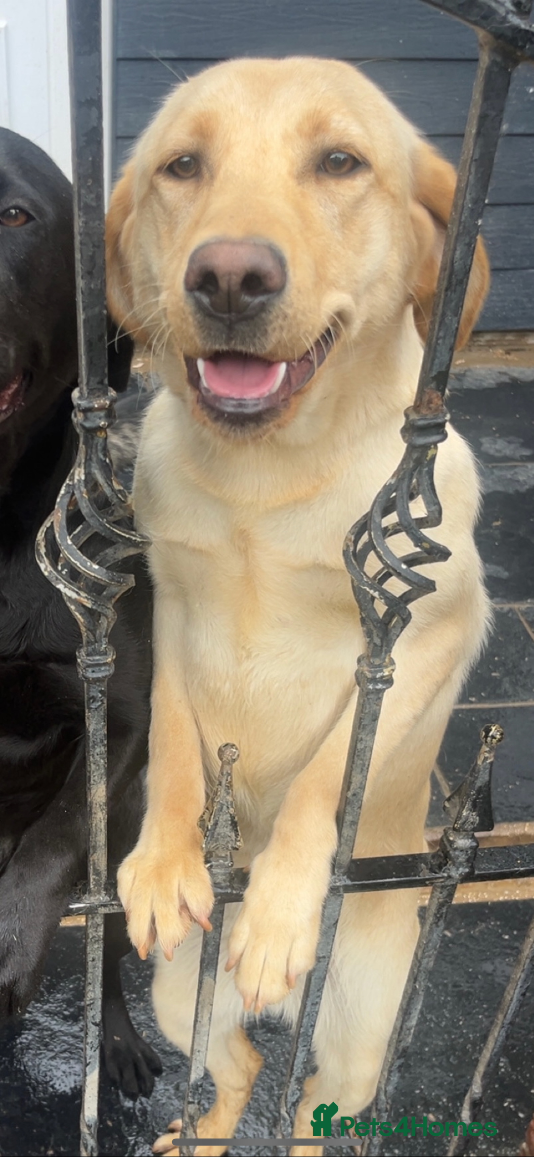 Labrador Retriever dogs for sale: READY NOW.Beautiful black KC registered Labradors  - Advert 18