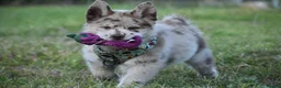 Chow Chow dogs for sale: Genuine chowski puppies  - Advert 2