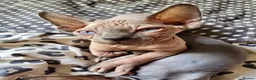 Sphynx cats for sale: Sphynx Boys Looking for Their New Homes 🐾 in Milton Keynes - Advert 5
