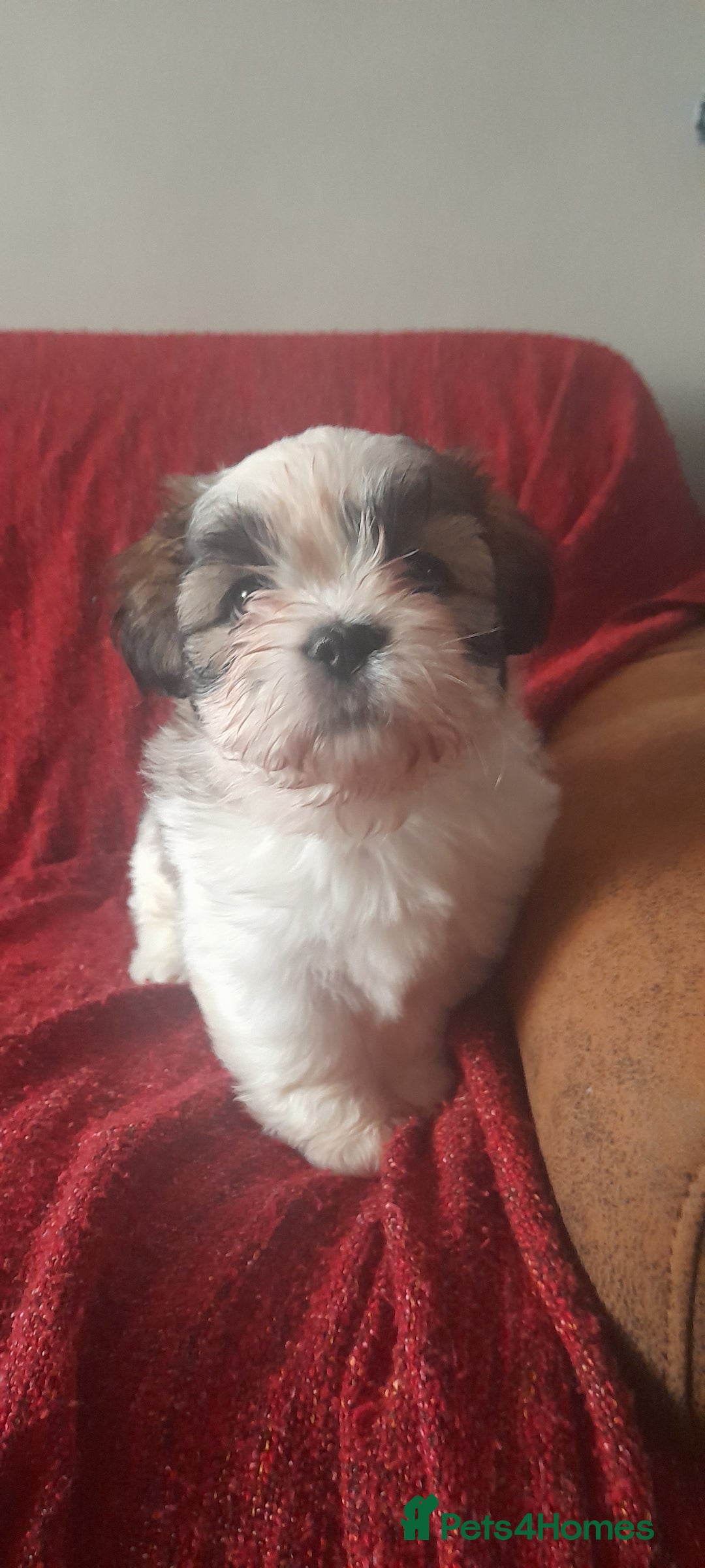 Shih Tzu dogs for sale: 3 Shih-tzu boys looking for forever home - Advert 7