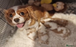 Cavalier King Charles Spaniel dogs for sale: Gorgeous k.c registered cavalier puppies  - Image 12