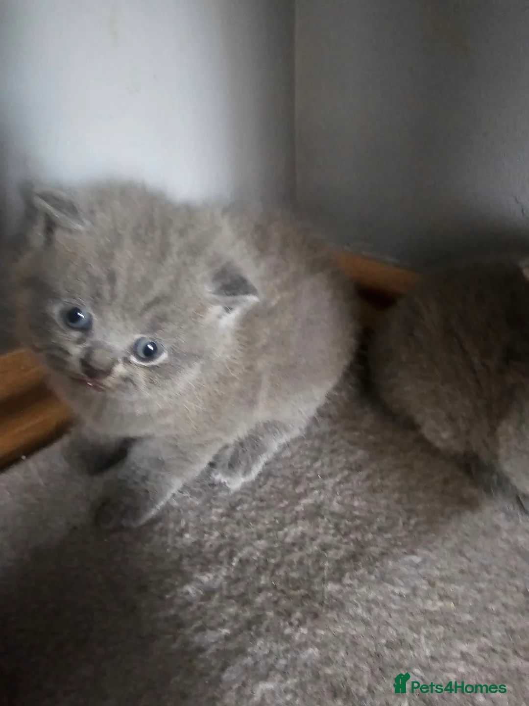 British Shorthair cats for sale: Simba - Advert 13