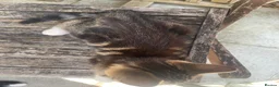 Mixed Breed cats for sale: 3 adorable kittens for sale  - Advert 12