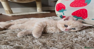 British Shorthair cats - Advert 1