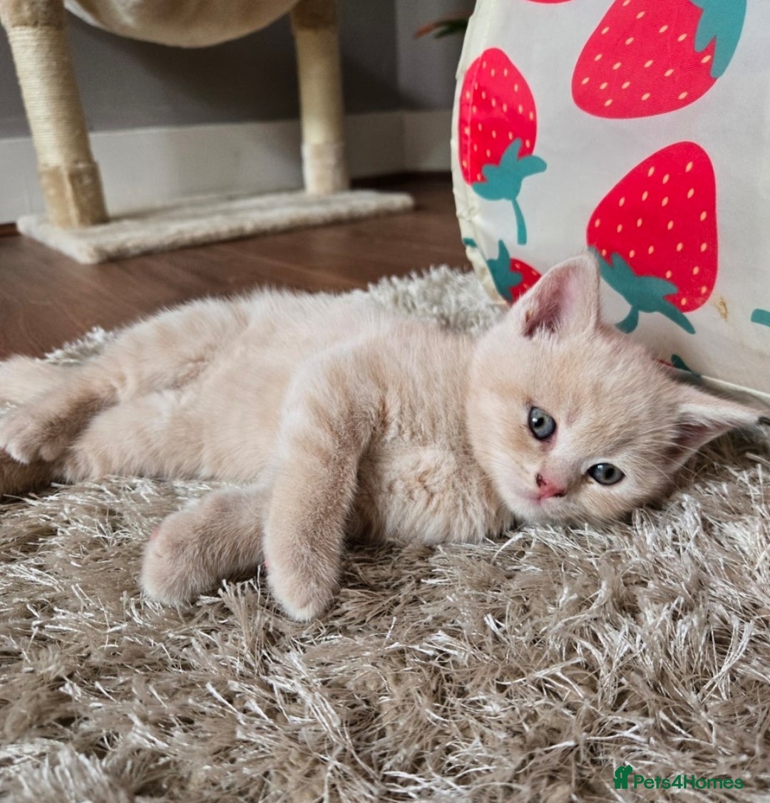 British Shorthair cats for sale: Last gorgeous boy left - Image 4