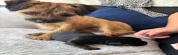 Border Terrier dogs for sale: Kc border terriers  - Advert 4