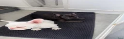 French Bulldog dogs for sale: Fluffy and Pink - Advert 24