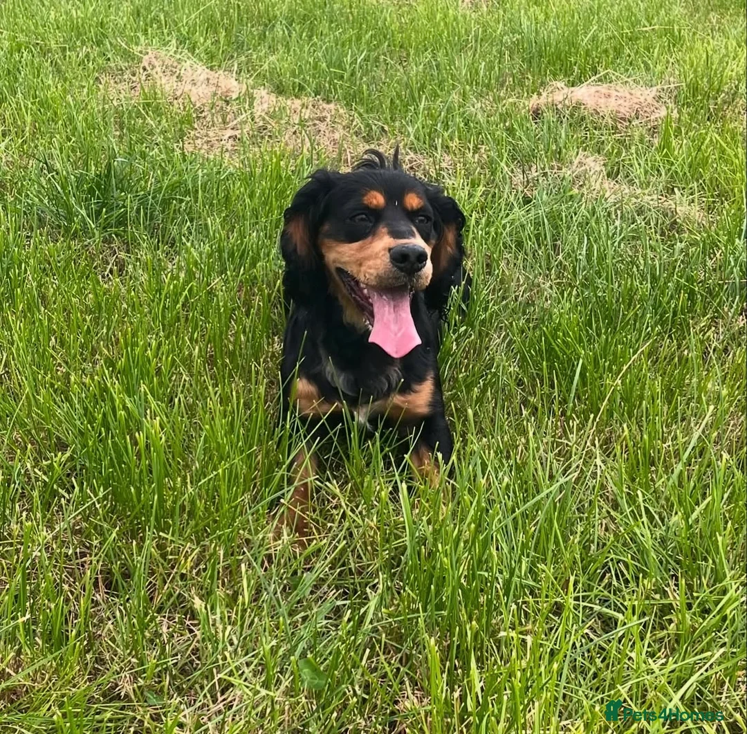 Cocker Spaniel dogs for stud: KC reg Black & Tan Cocker Stud - Advert 8