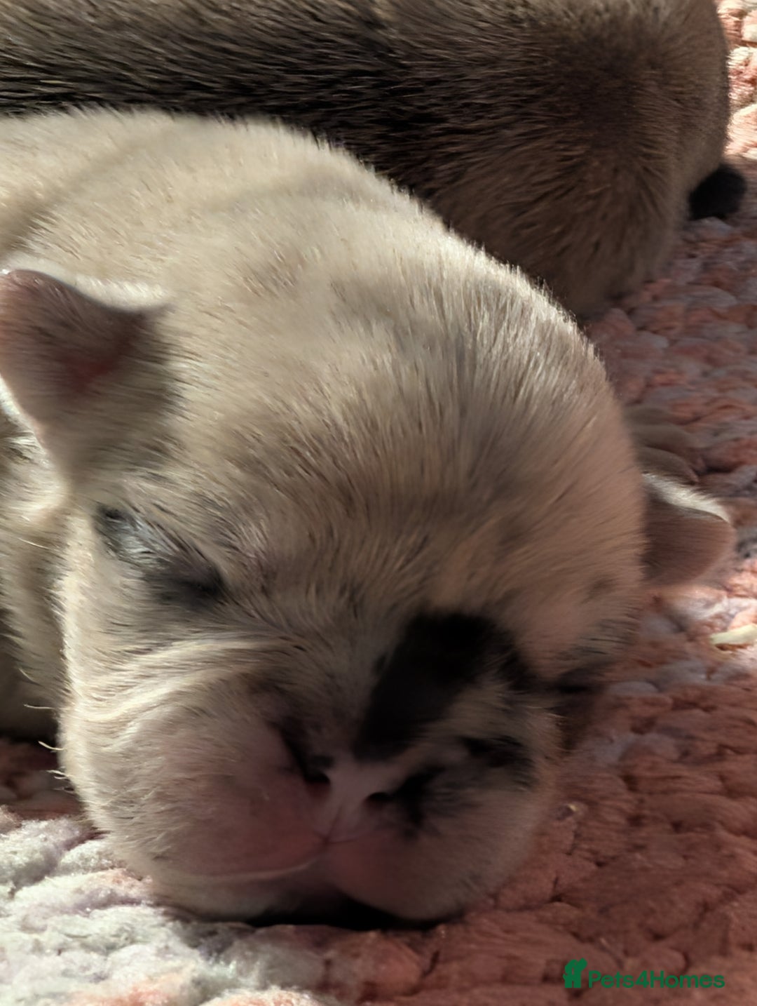 Frug dogs for sale: Beautiful litter of frugs  - Advert 12