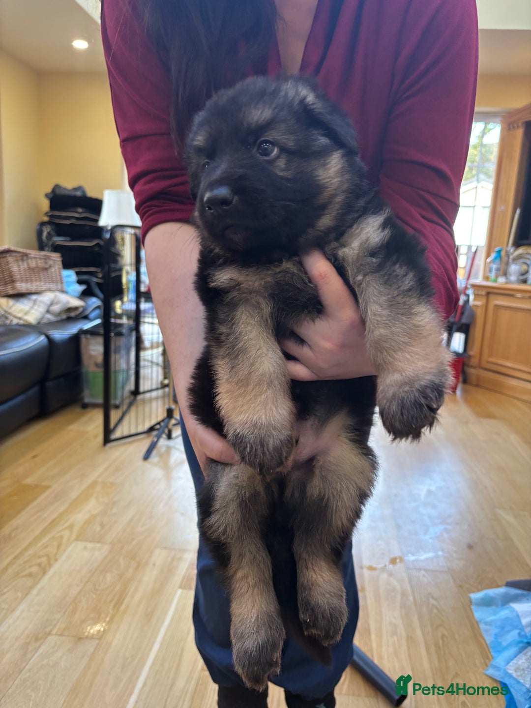 German Shepherd dogs for sale: Be my  **   - Advert 16
