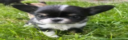 Chihuahua dogs for sale: Kc male long coat chihuahua puppies.  in South Shields - Advert 4