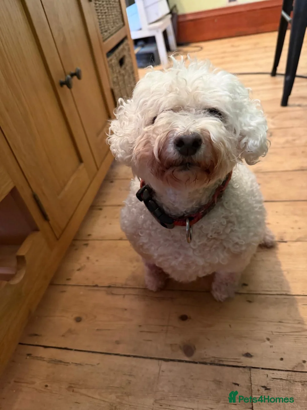 Maltipoo dogs for sale: Standard cross Maltese poodl - Advert 2