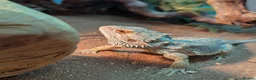 Dragon reptiles for sale: Bearded Dragon with full setup  in Cramlington - Advert 1