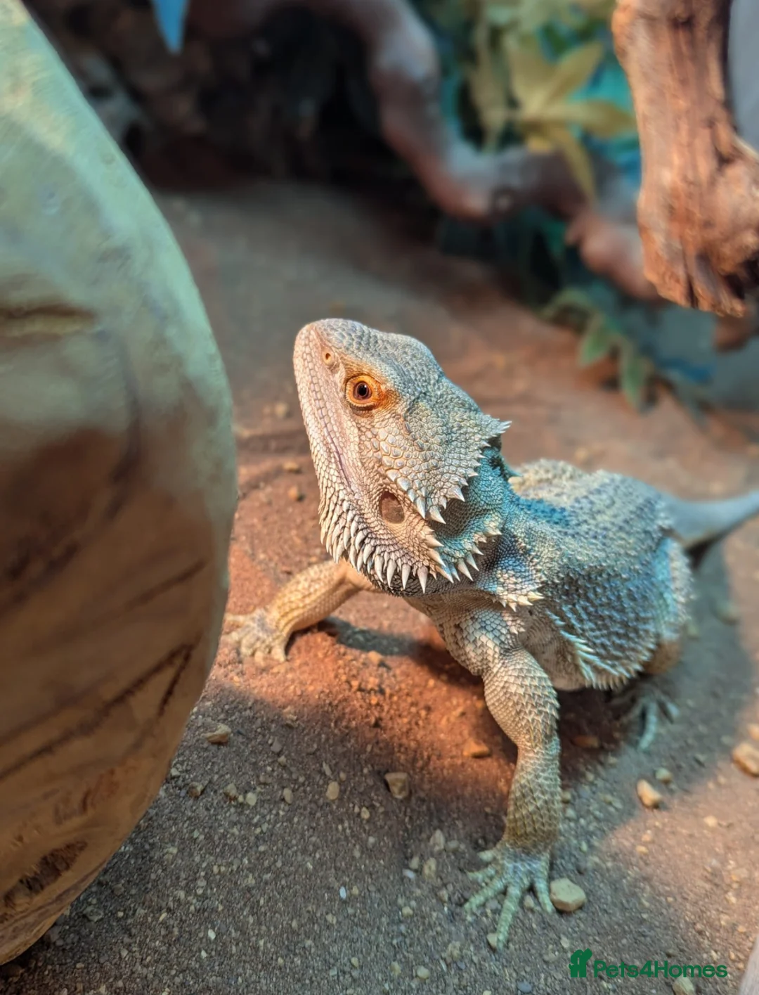 Dragon reptiles for sale: Bearded Dragon with full setup  in Cramlington - Advert 1