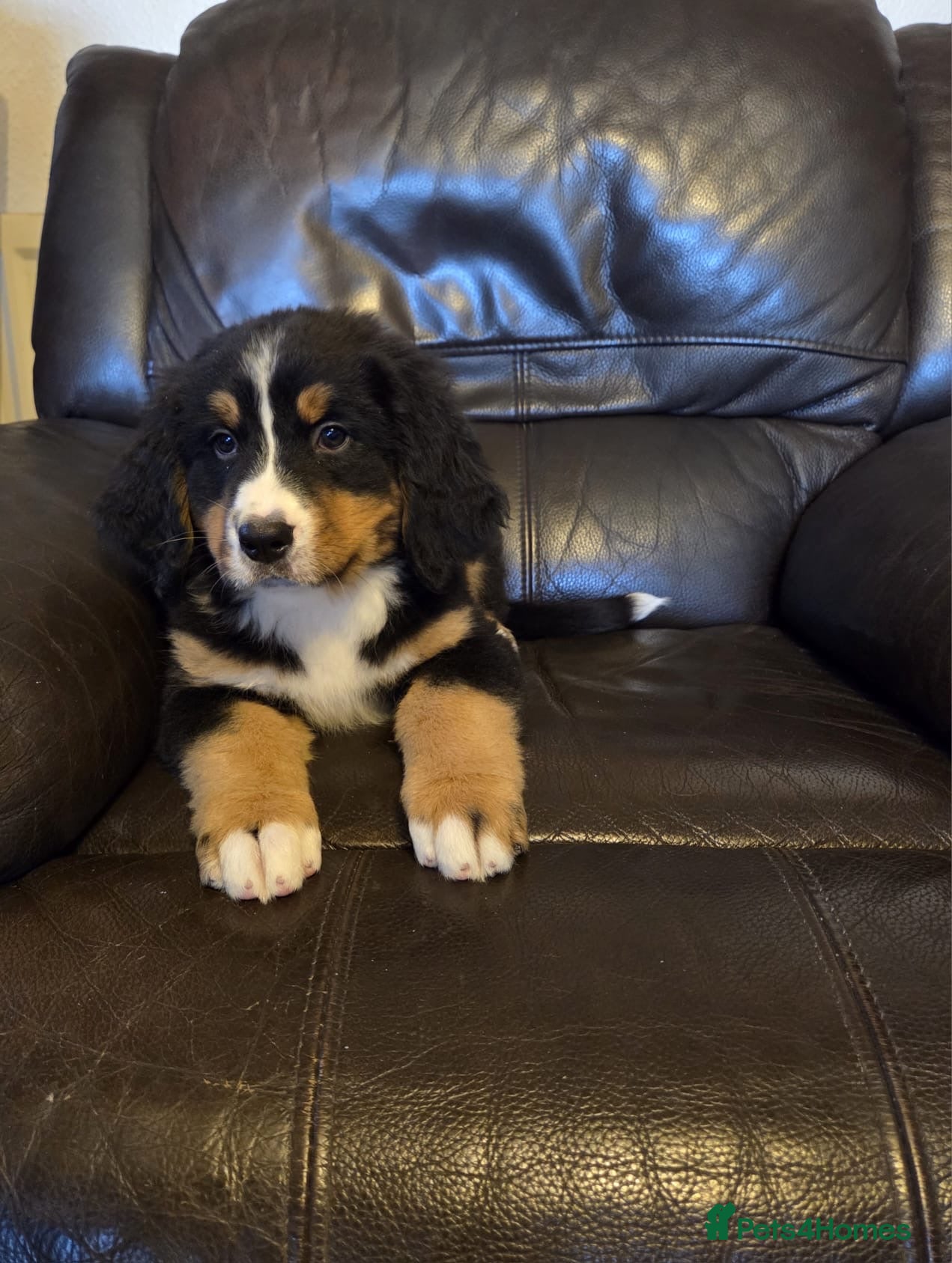 Bernese Mountain Dog dogs Gorgeous Bernese Mountain Dog Puppies  - Advert 2