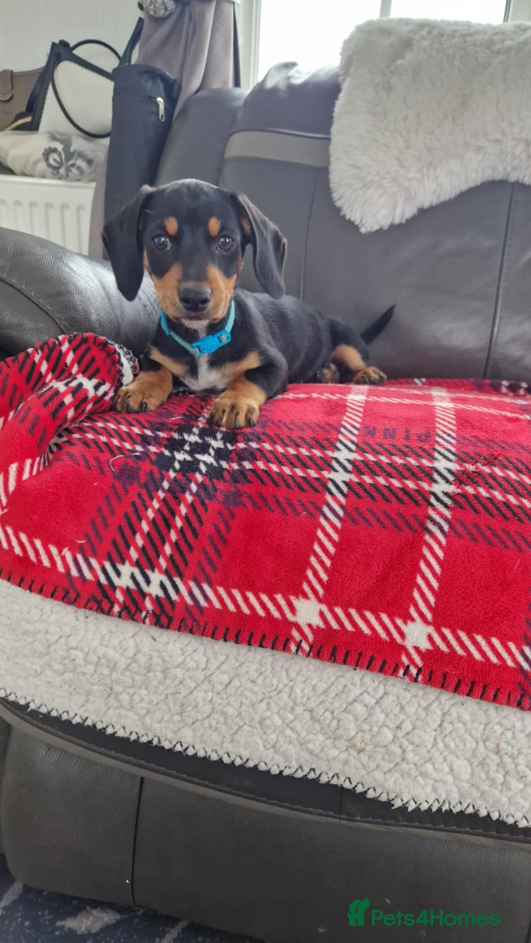 Miniature Dachshund dogs for sale: Just 2 boys left KC reg Miniature Dachshunds  - Image 1