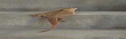 Bearded Dragon reptiles for sale: 18 month Male bearded dragon  - Advert 5