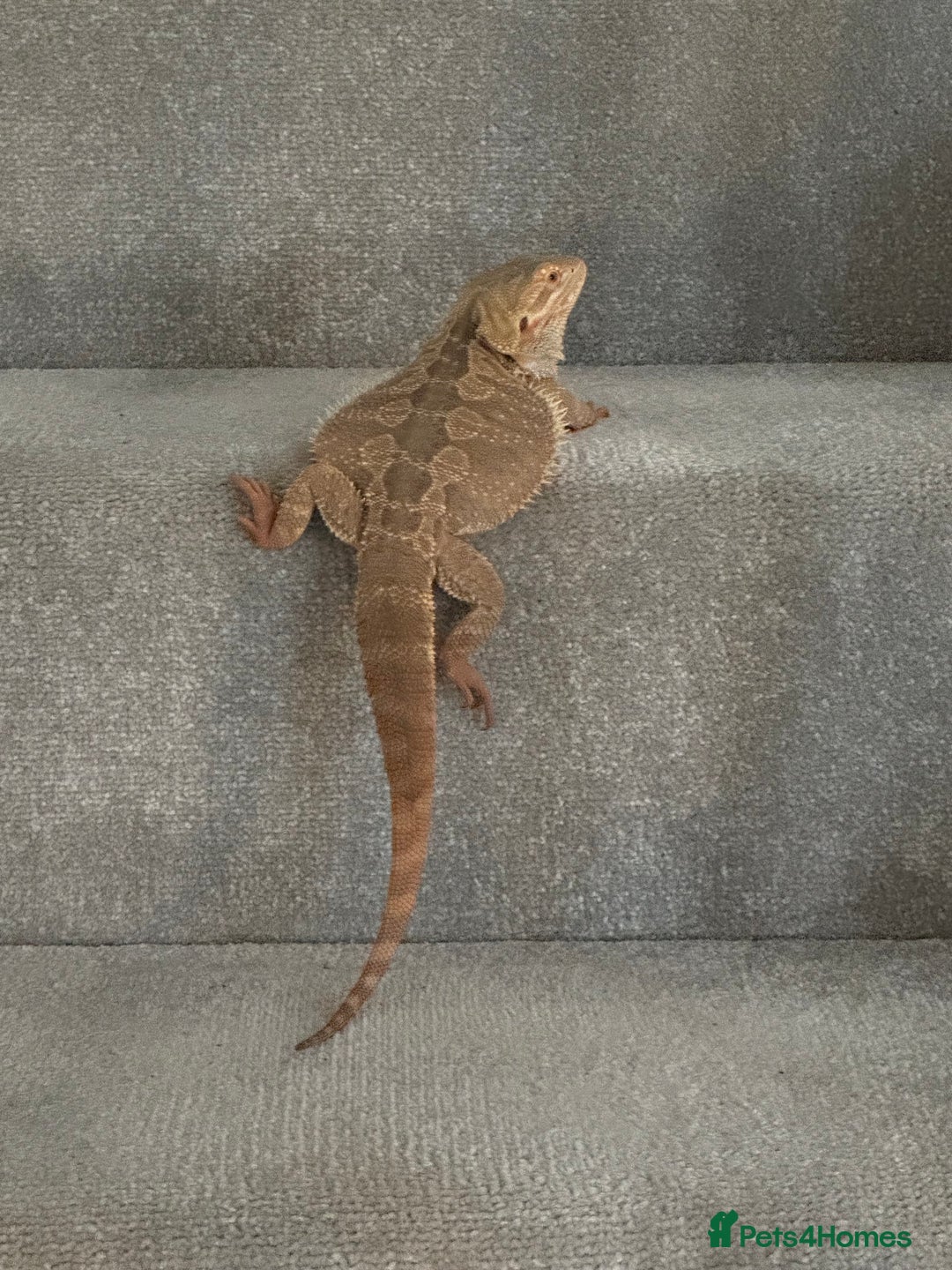 Bearded Dragon reptiles for sale: 18 month Male bearded dragon  - Advert 5